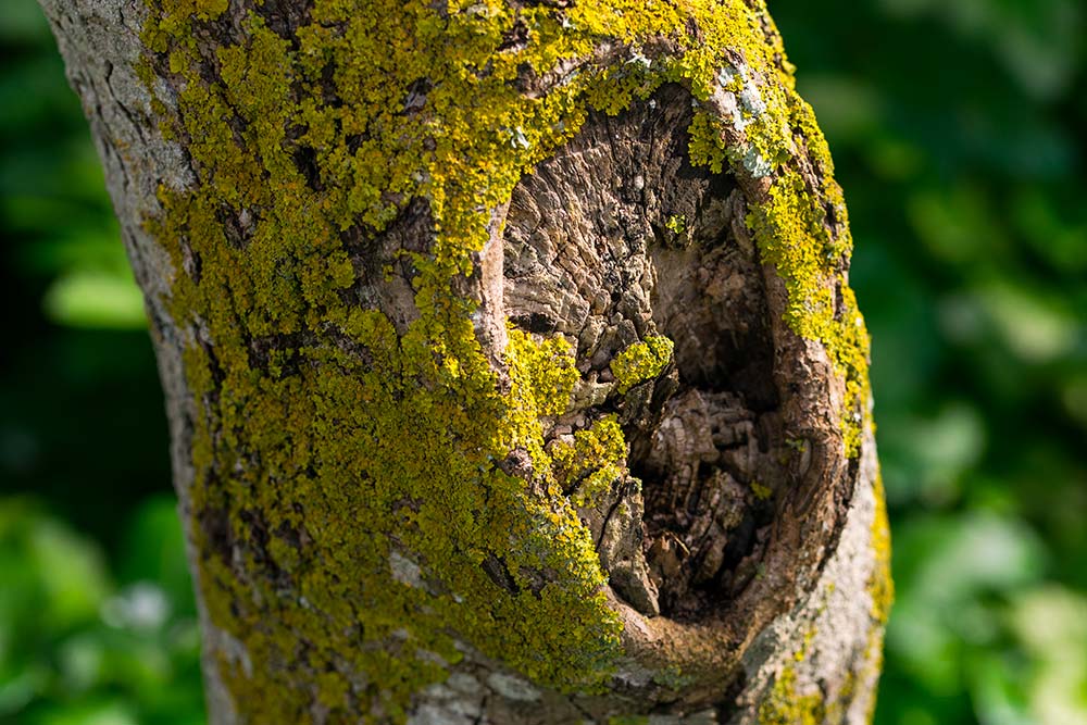 tree trunk covered with yellow green moss and lichens